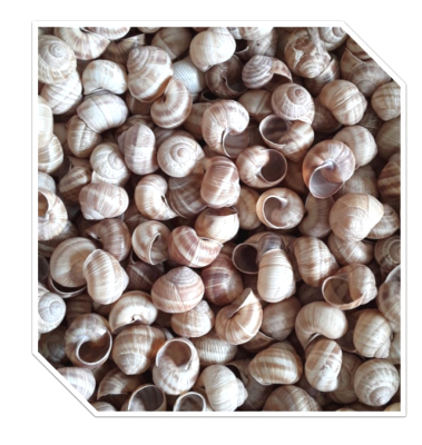 Carton coquilles helix lucorum 1440