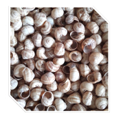 Carton coquilles helix lucorum 1440